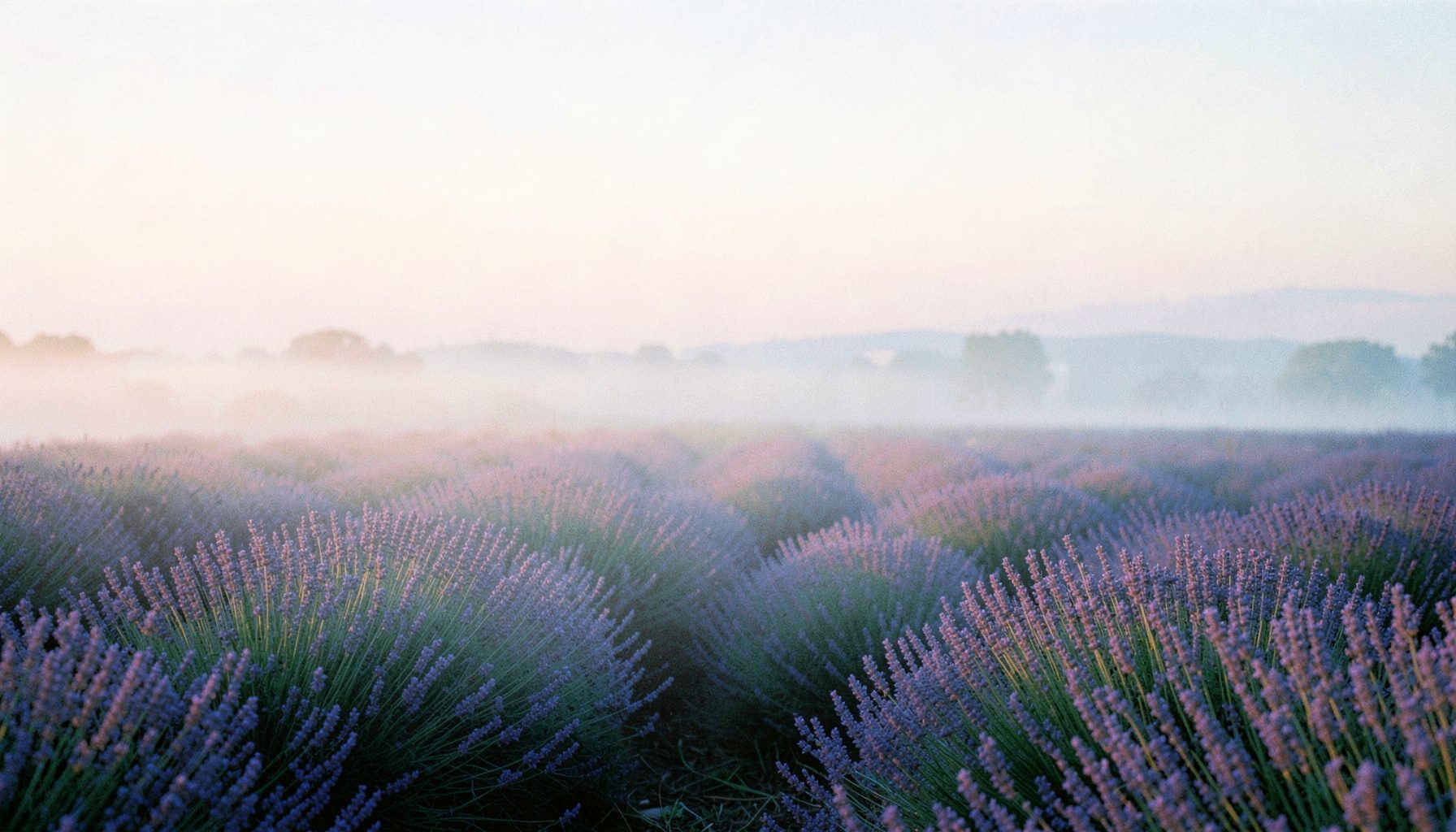 A wide landscape view of soft morning fog lifting over a quiet lavender field at dawn, with pale purple, dusty pink, and warm cream hues blending into the horizon